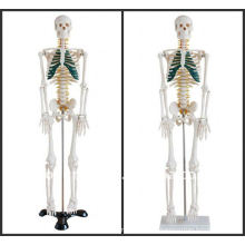 85cm Menschliches Skelettmodell mit Spinalnerv, Skeleton Human Model